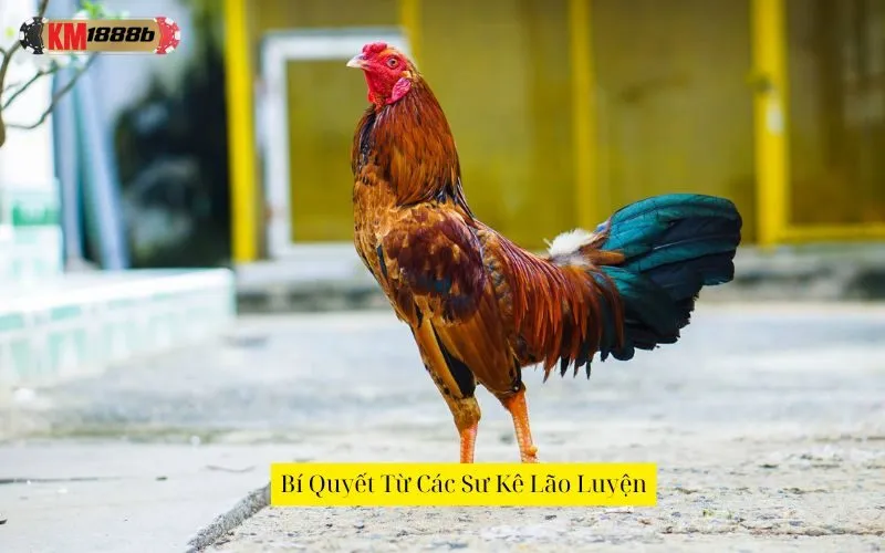 Bí Quyết Từ Các Sư Kê Lão Luyện