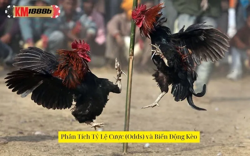 Phân Tích Tỷ Lệ Cược (Odds) và Biến Động Kèo